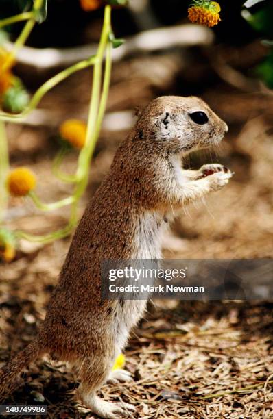 black-tailed prairie dog standing on its hind legs, arizona sonora desert museum. - arizona sonora desert museum stock pictures, royalty-free photos & images