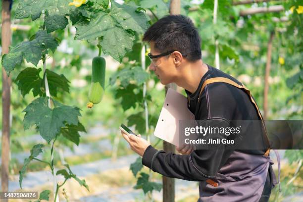 landwirt mit smartphone auf dem feld - loofah stock-fotos und bilder