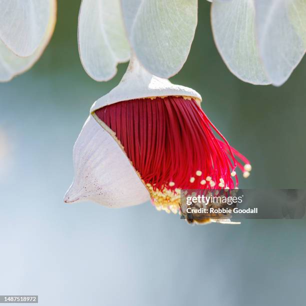 red and yellow eucalyptus gum blossom - eucalyptus macrocarpa, commonly known as mottlecah. - morning dew flower garden stock-fotos und bilder