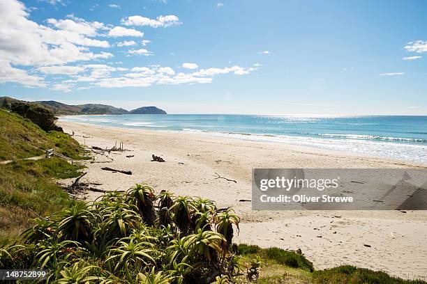 wainui beach. - gisborne stock pictures, royalty-free photos & images