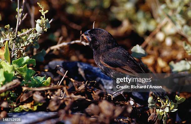 Small Ground Small Ground Finch Photos and Premium High Res Pictures - Getty Images