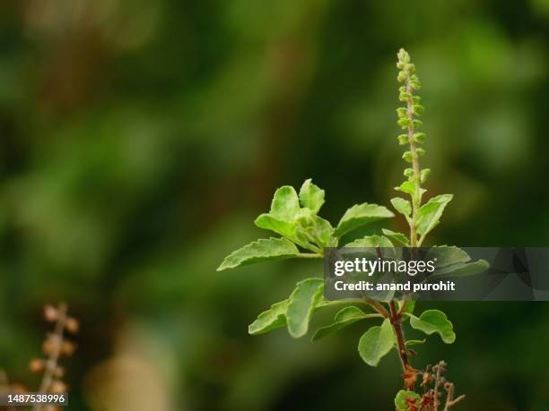 holy basil plant (ocimum tenuiflorum), tulsi - an ayurvedic medicine - tulsi stockfoto's en -beelden