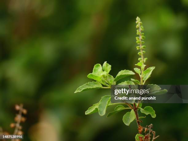 Basily 1,942 Holy Basil Plant Stock Photos, High-Res Pictures, and Images ...