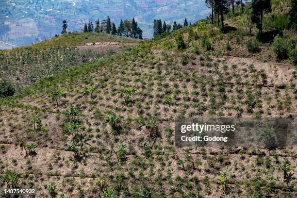 Abakundakawa coffee grower's cooperative. Plantation where young people are taught good growing methods. Gakenke district, Rwanda.