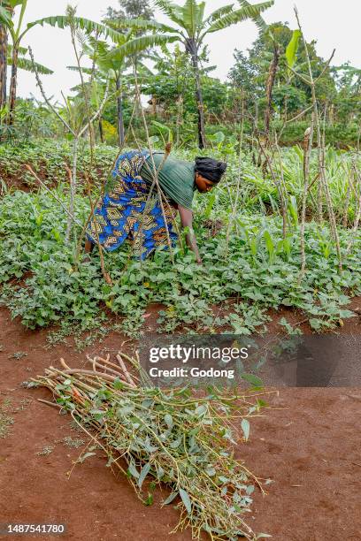 Vegetables In Rwanda 84 Southern Province Rwanda Stock Photos, High-Res Pictures, and Images ...