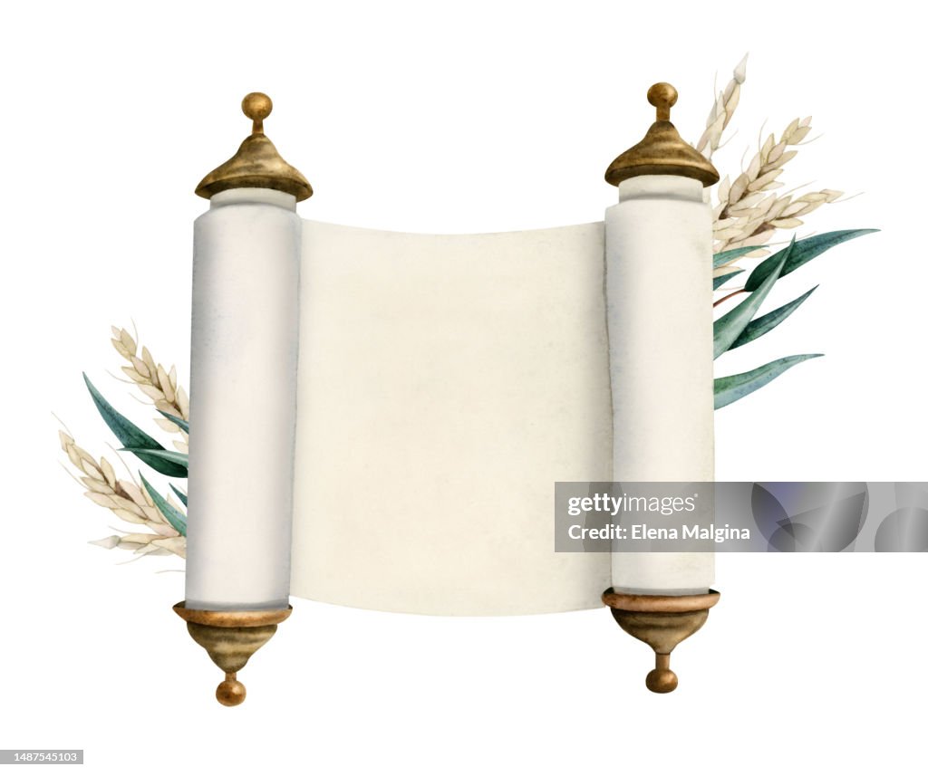 Watercolor opened Torah scroll of Jewish Bible, megilat Esther, Haggadah Pesah illustration with ears of wheat and eucalyptus leaves. Hand drawn clipart isolated on white background
