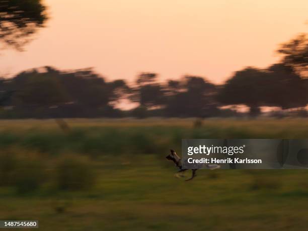 african wild dog (lycaon pictus) running in the okavango delta - lycaon photos et images de collection