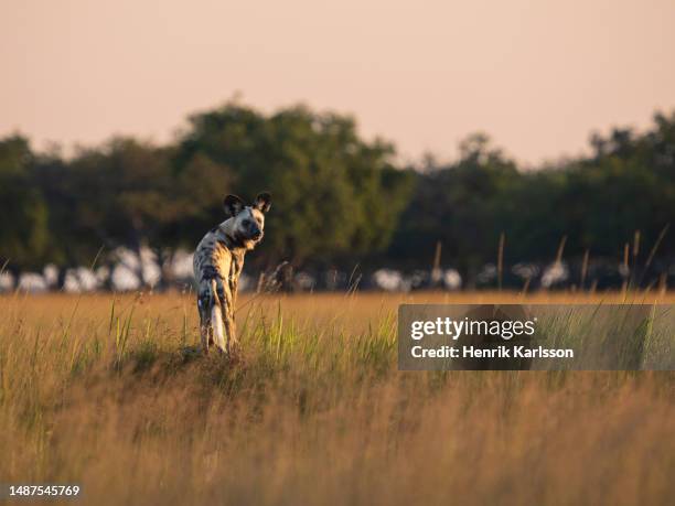 african wild dog (lycaon pictus) in the okavango delta - lycaon photos et images de collection