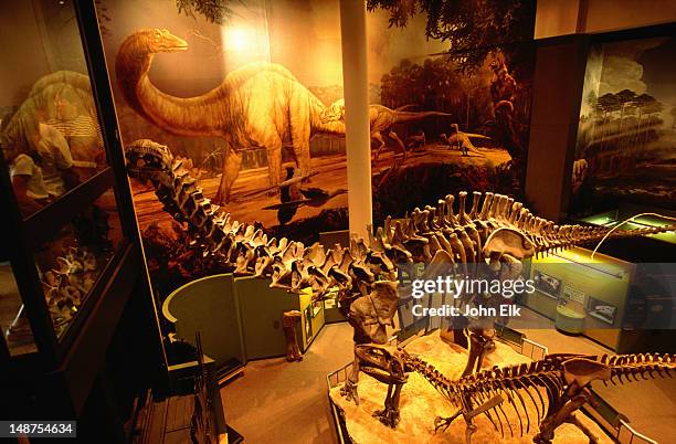 dinosaur gallery, sam noble ok museum of natural history. - norman oklahoma stock pictures, royalty-free photos & images
