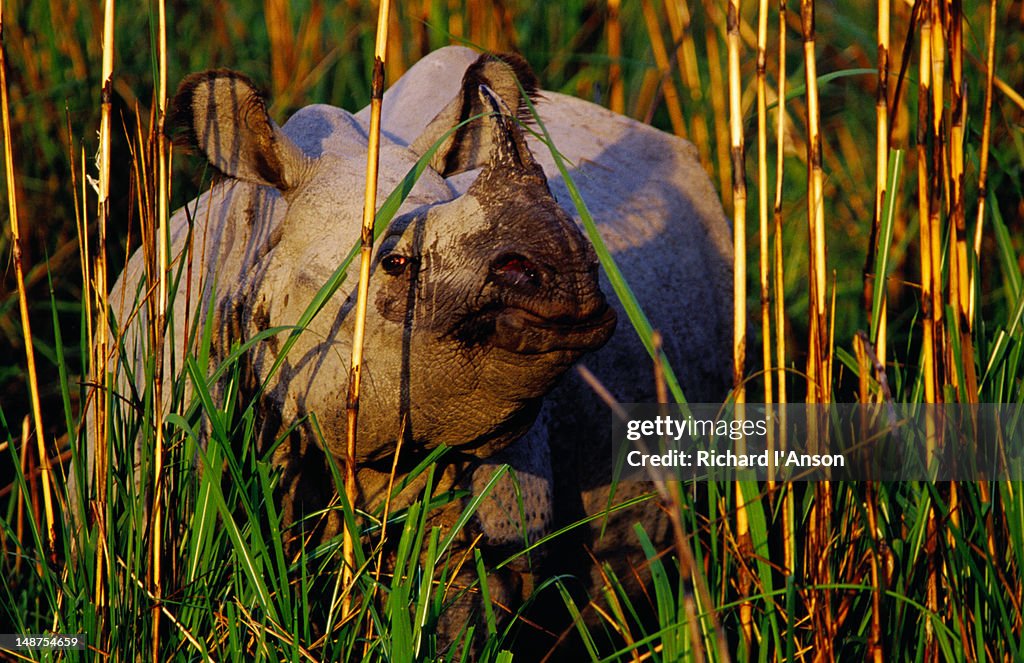 Asiatic one-horned rhinoceros in elephant grass on Narayani River floodplain.