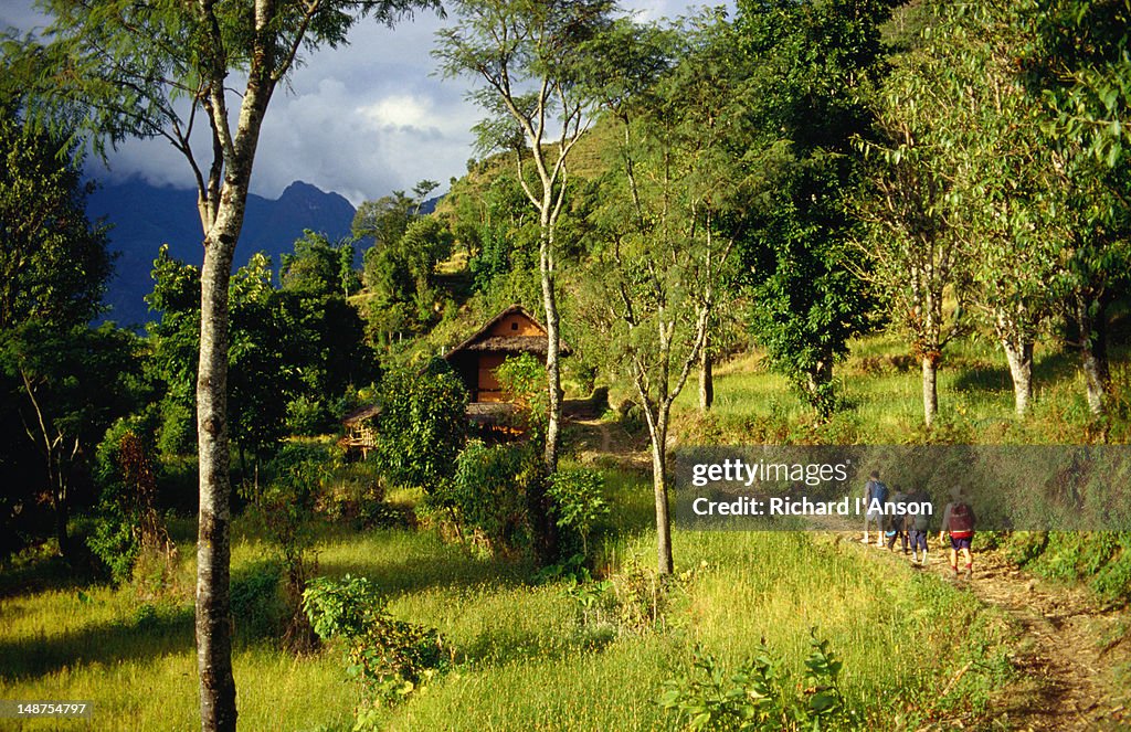Trekking along the Tamur Kosi Valley between Linkhim and Chirwa in Kanchenjunga, the third highest mountain in the world at 8598 metres