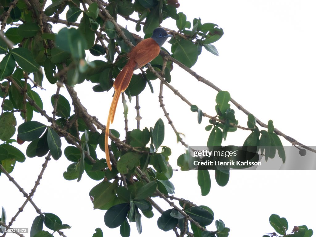 African paradise flycatcher (Terpsiphone viridis) in tree