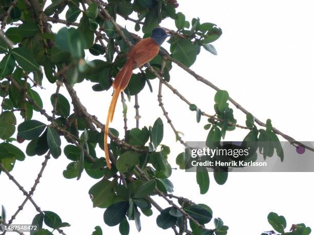 african paradise flycatcher (terpsiphone viridis) in tree - eutrichomyias rowleyi stock pictures, royalty-free photos & images