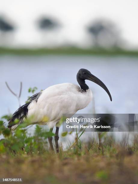 african sacred ibis (threskiornis aethiopicus) at chobe river - threskiornithidae stock pictures, royalty-free photos & images