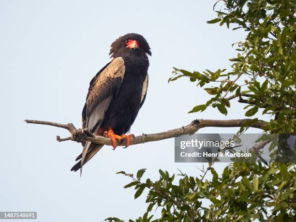 bateleur (terathopius ecaudatus) perched in a tree - bateleur eagle 個照片及圖片檔