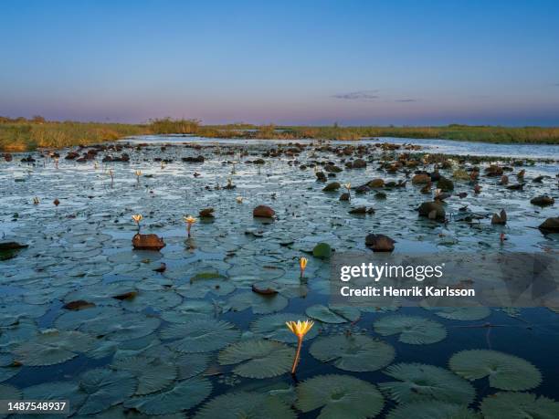 water lilies in chobe river at sunrise - botswana chobe stock pictures, royalty-free photos & images