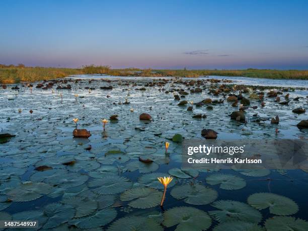 water lilies in chobe river at sunrise - botswana stock pictures, royalty-free photos & images