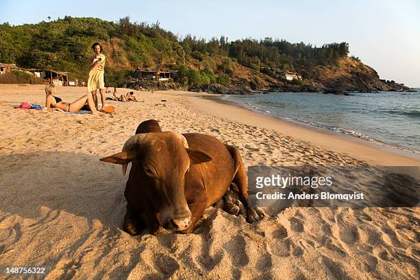 cow on om beach. - sand art in india stock-fotos und bilder