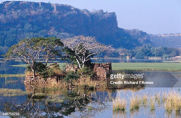 ruins of building & hill top fort in background. - ranthambore fort stock pictures, royalty-free photos & images