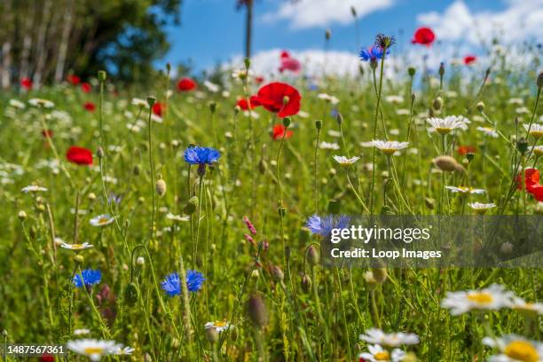 Wild flowers planted on a grass verge.