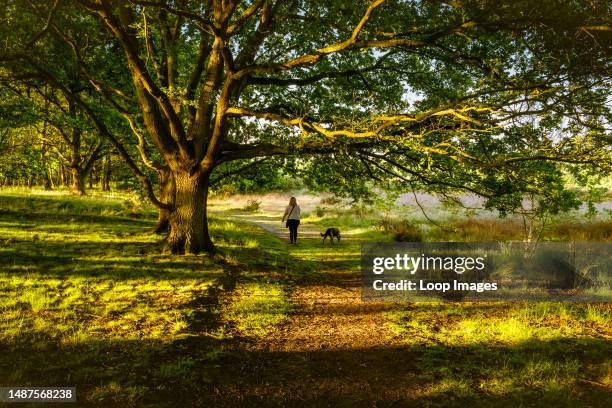 An early morning walk in woodland along the edge of common land.