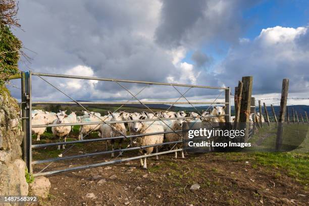 Flock of sheep on the Coleridge Way in the Brendon Hills area of Exmoor National Park.