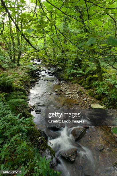 The River Heddon in summer in the Exmoor National Park.