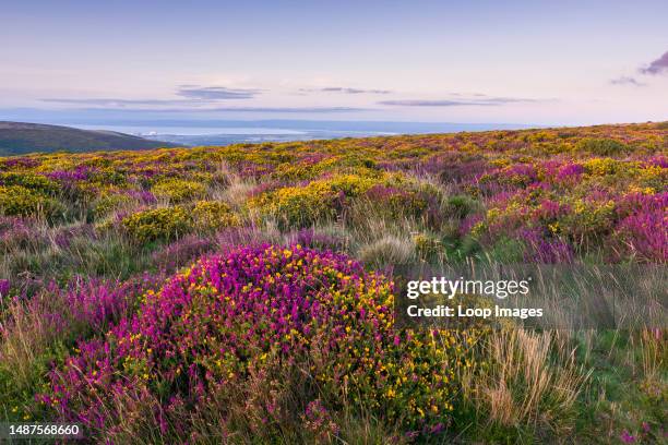 Heather and Gorse on Thorncombe Hill in late summer in the Quantock Hills.