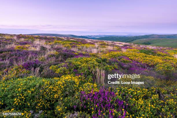 Heather and Gorse on Thorncombe Hill in late summer in the Quantock Hills with the Bristol Channel beyond.