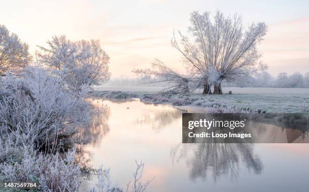 Pollarded willow trees covered in a hoar frost on the banks of the river Stour at Dedham.