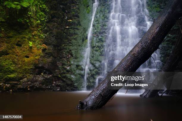 Fallen tree trunk in front of a waterfall.