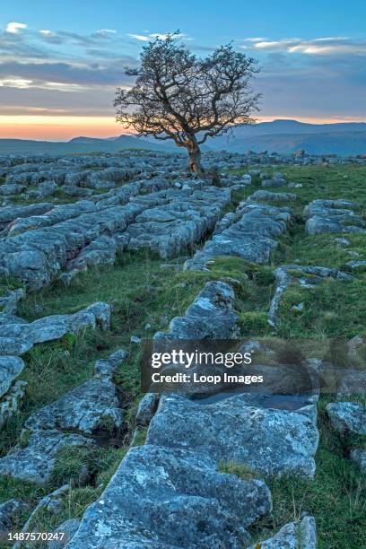 Ireland Rocks Tree Tree Growing Around Rock Photos and Premium High Res Pictures - Getty ...