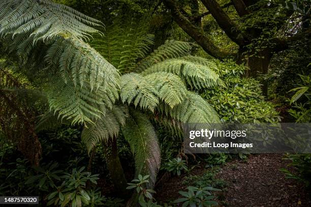 Dicksonia antarctica growing in the wild sub-tropical Penjjick Garden in Cornwall.