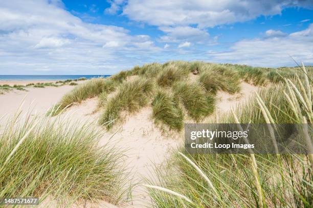 Sand dunes line the beach at Holkham on the North Norfolk coast.