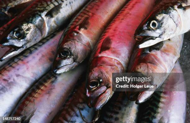 close-up of mackerel at fish market. - makreel stockfoto's en -beelden