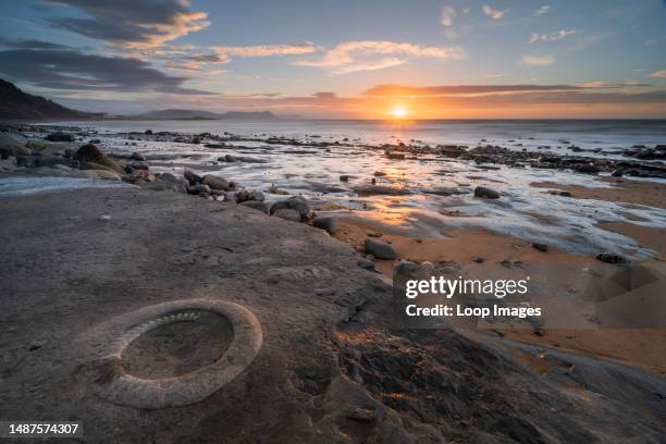 An ammonite at the fossil graveyard at Lyme Regis in Dorset.