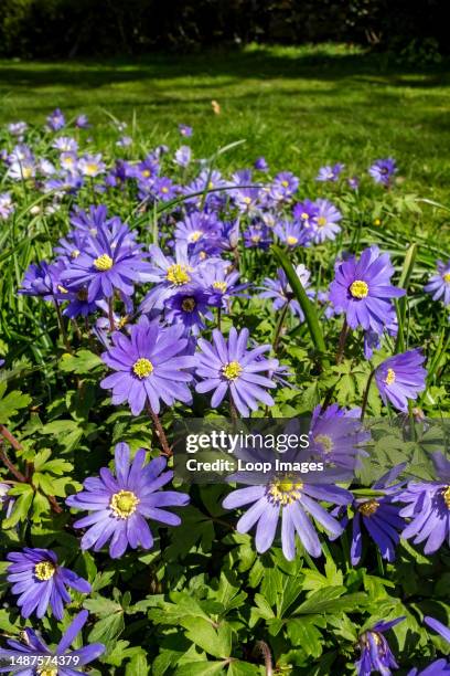 Close up of blue anemone blanda flowers in a garden in spring.