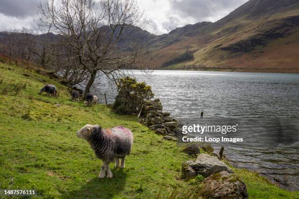 Heardwick sheep on the shore of Buttermere lake with Hay Stacks and Buttermere Fell beyond in early spring in the Lake District National Park.
