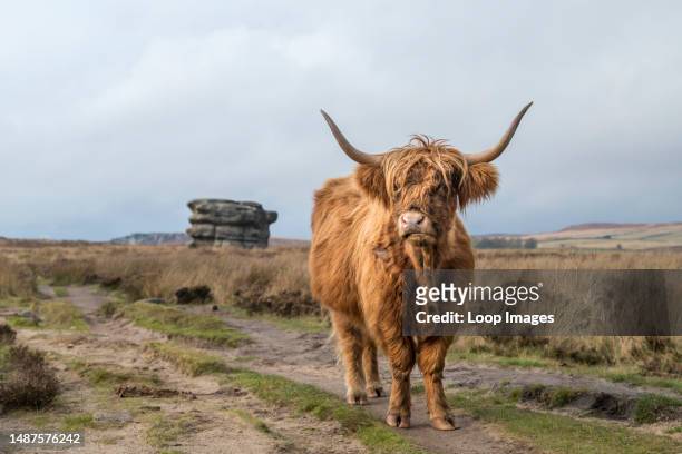 Highland coo in front of the Eaglestone Flat seen in autumn on the Baslow Edge moorland.