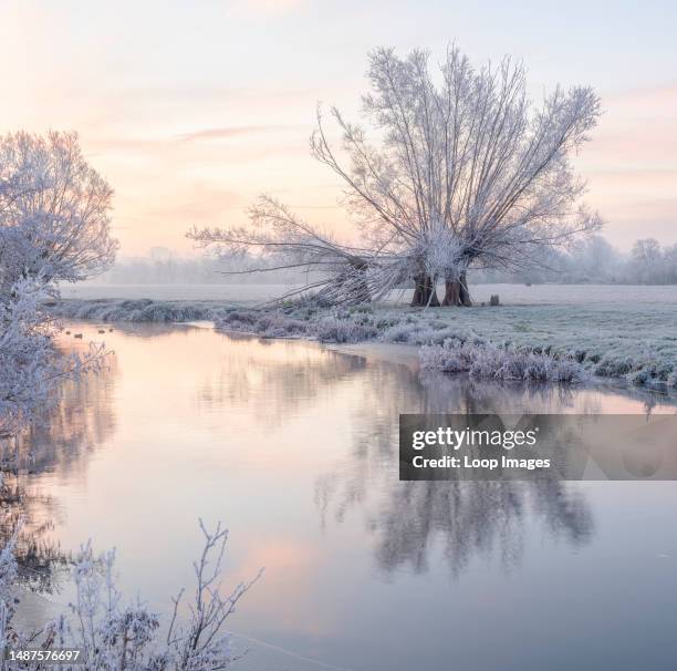 Three pollarded willow trees covered in hoar frost beside the river Stour.