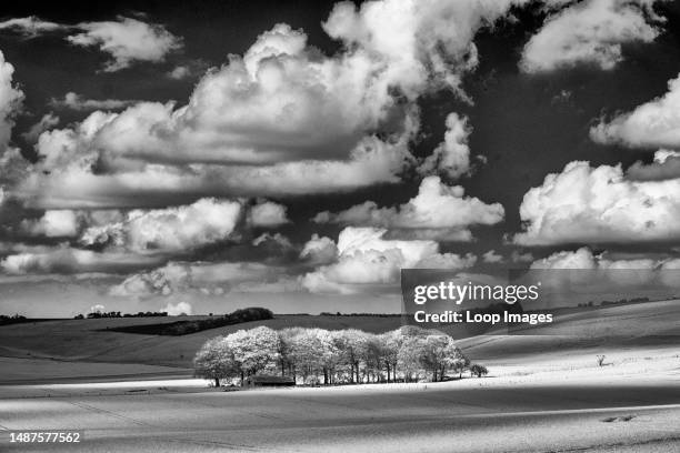 Clump of beech trees near Fyfield Down in Wiltshire.