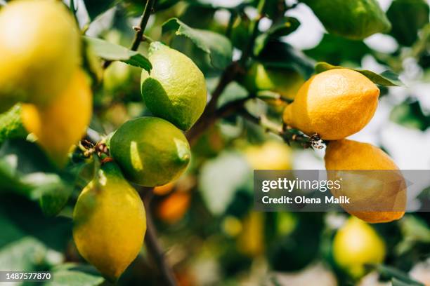 organic lemon growing in the tree. lemon plantations - lemon tree stockfoto's en -beelden