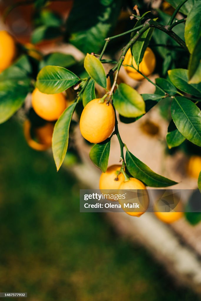 Organic lemon growing in the tree. Lemon plantations