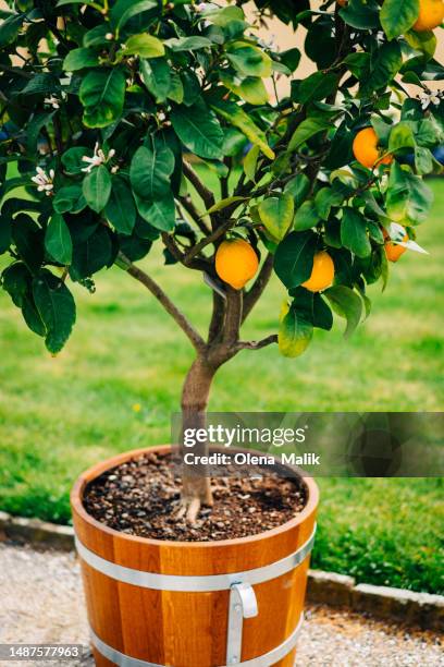 potted lemons in the garden - lemon tree stock pictures, royalty-free photos & images