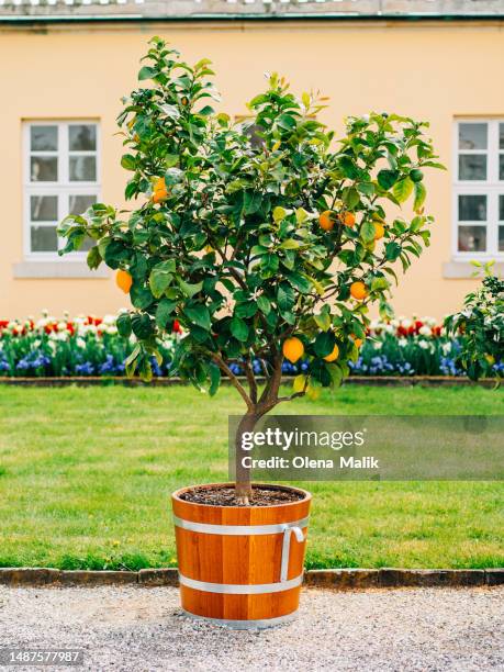 potted lemons in the garden - albero di limone foto e immagini stock