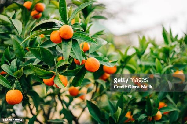 ripe tangerines in the orchard - orange farm - fotografias e filmes do acervo