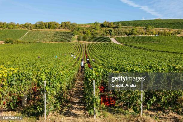 Montgueux , August 25, 2022: grape harvest in a Champagne vineyard.