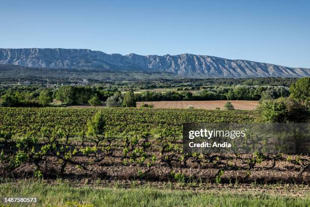 Agricultural plain between Puyloubier and Trets : vineyard in spring with the Mount of Sainte-Victoire in the background.
