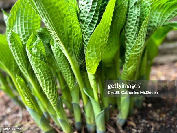 hosta plants provide dramatic patterns & shapes in the spring garden (side view) - hosta foto e immagini stock