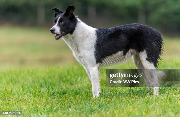 Scottish National Sheepdog Trials.